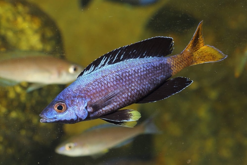 Cyprichromis sp. 'brilliant jumbo' Kitumba